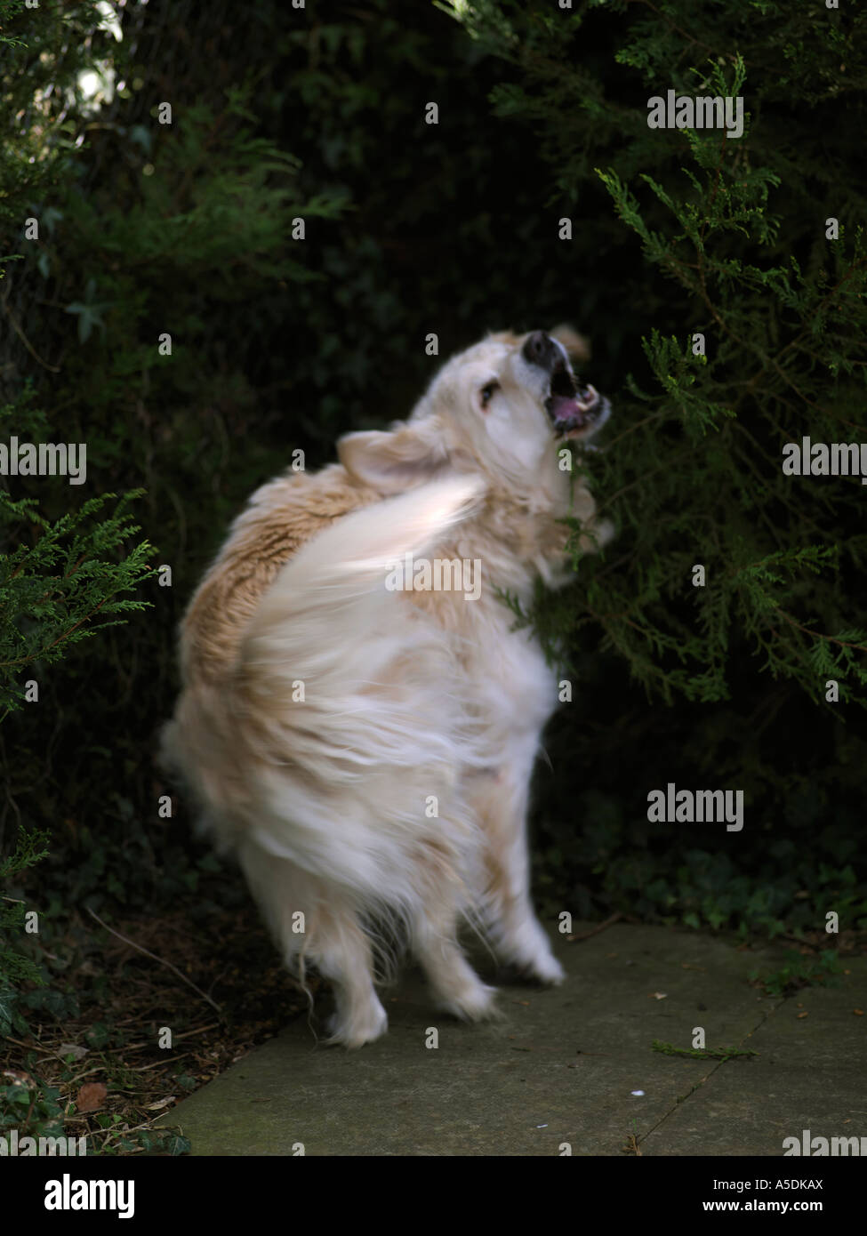 Dog Barking in Garden at Neighbours Stock Photo Alamy