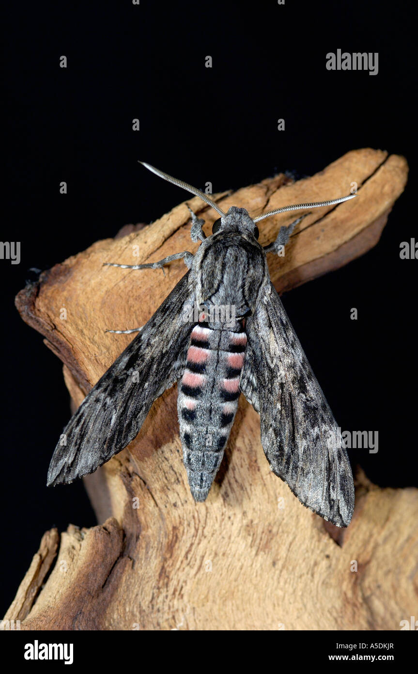 Convolvulus Hawkmoth Agrius convolvuli adult at rest UK Stock Photo - Alamy