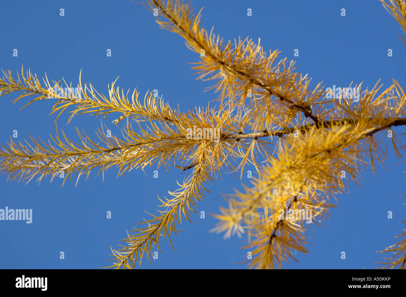 Larch species Larix sp needles in autumn showing gold colour Stock Photo