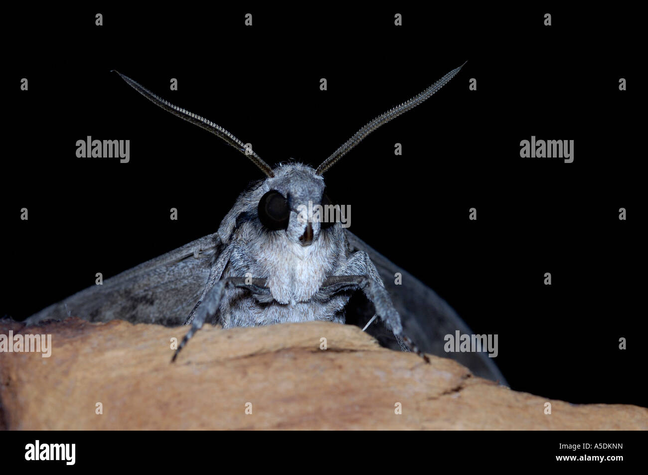 Convolvulus hawkmoth hi-res stock photography and images - Alamy