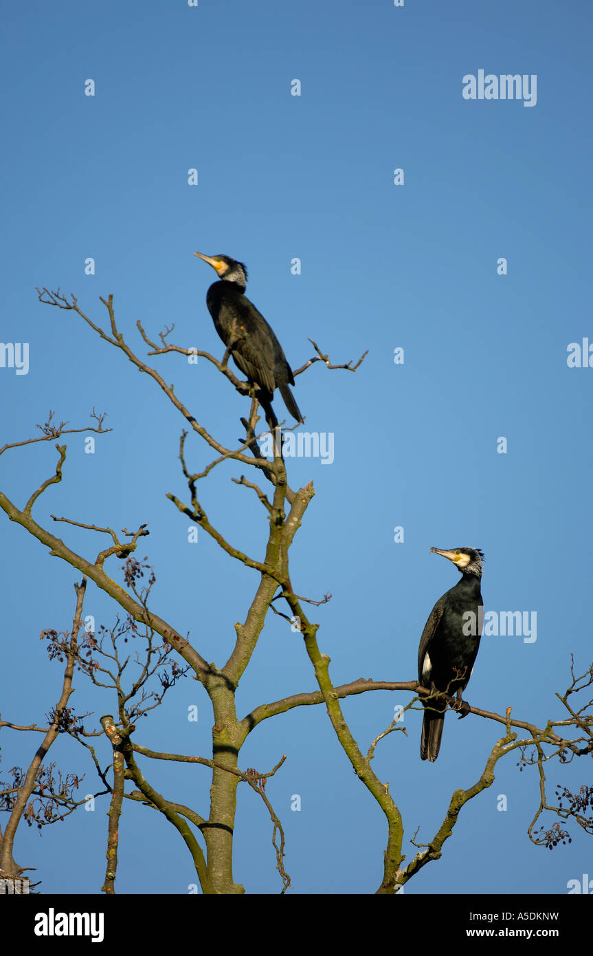 Cormorants Phalacrocorax carbo perched in tree Hertfordshire UK Stock ...
