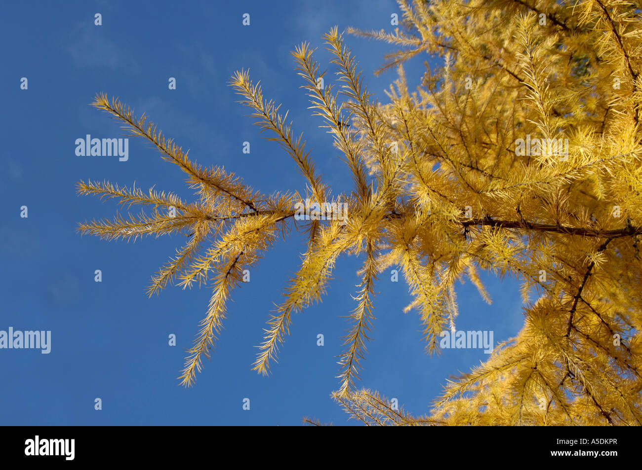 Larch species Larix sp showing needles in autumn gold colour Stock Photo