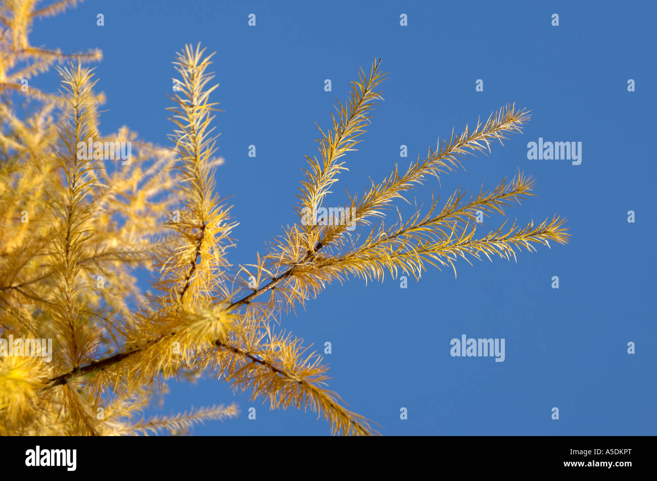 Larch species Larix sp needles showing autumn gold colour Stock Photo