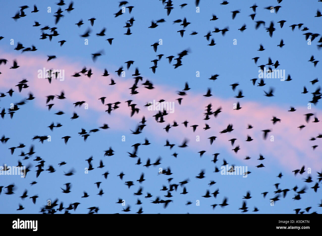 Flock of Starlings Sturnus vulgaris in flight looking for roost Slimbridge UK Stock Photo
