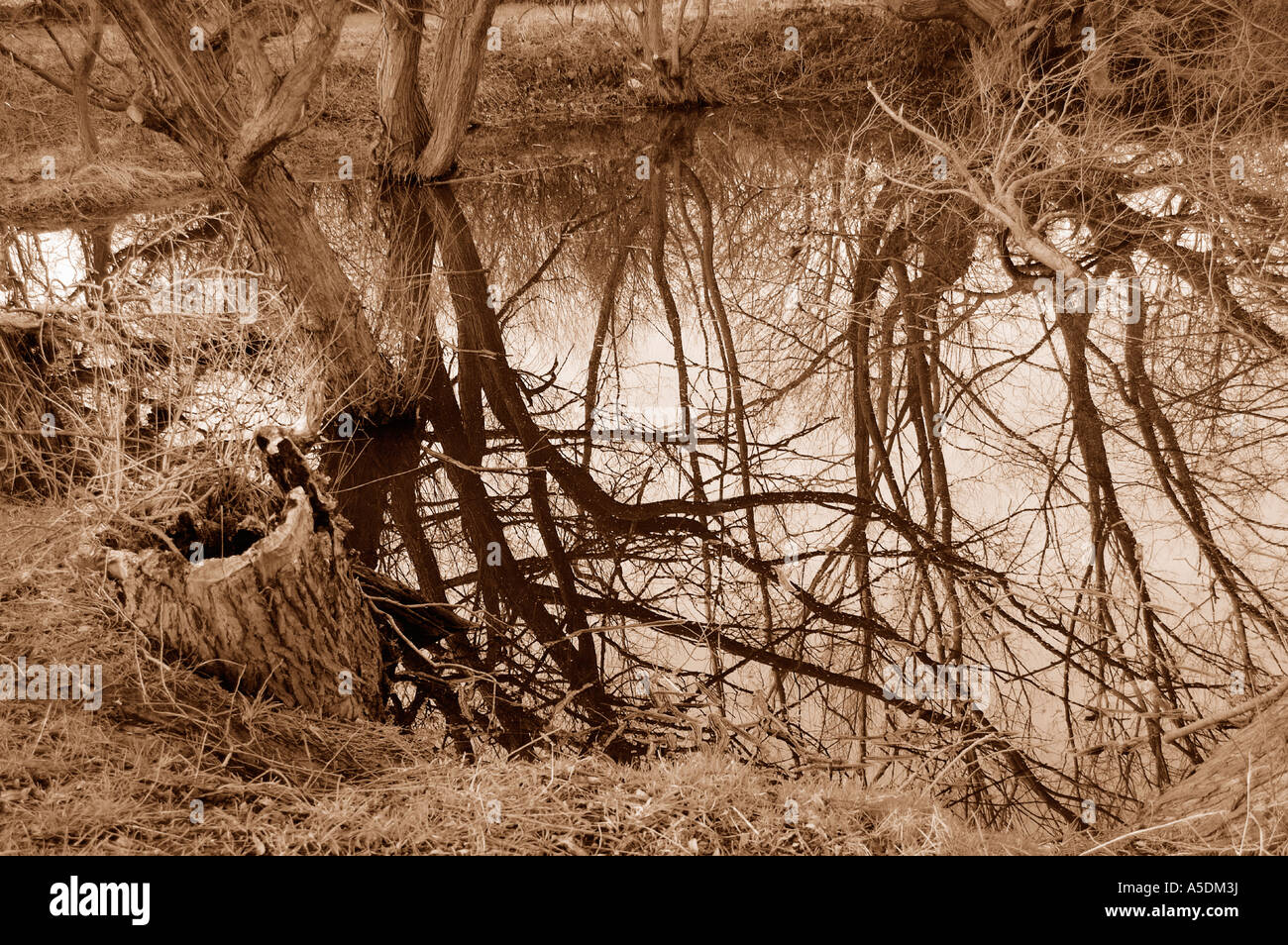 The twisted and tangled branches of a tree in reflected in a pond Stock