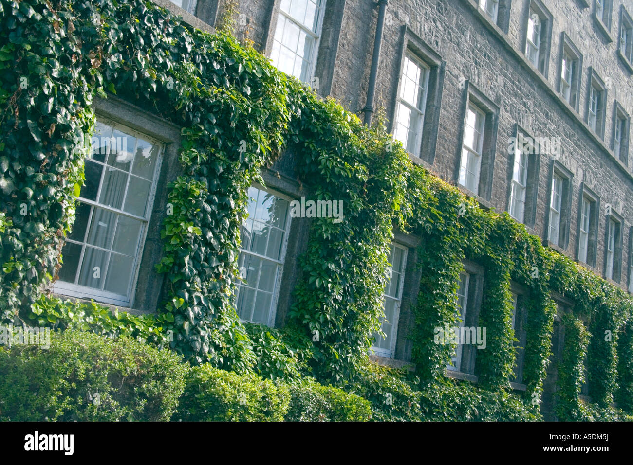 trinity-college-dublin-building-covered-in-ivy-stock-photo-alamy