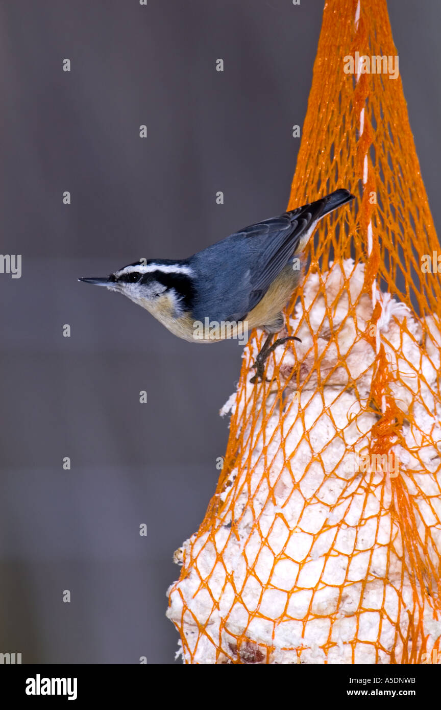 Red breasted nuthatch (Sitta canadensis) Winter resident Ontario, Stock Photo