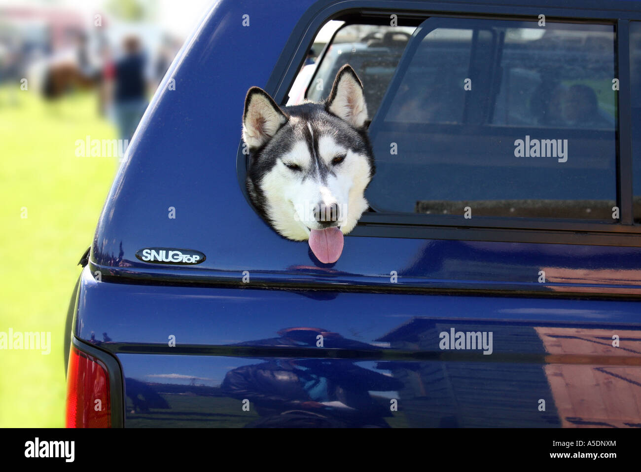 A dog in the back of a car, UK Stock Photo