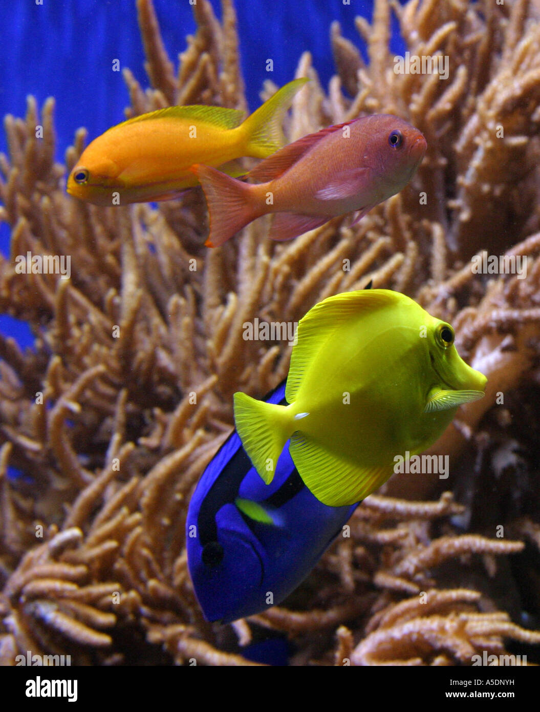 Colourful tropical fish in an aquarium Stock Photo