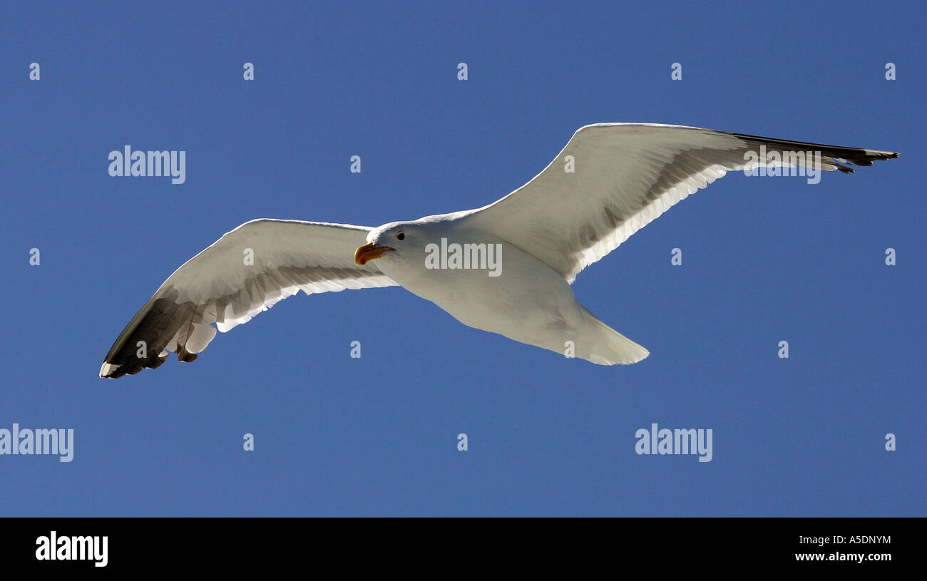 Herring Gull in flight Stock Photo Alamy