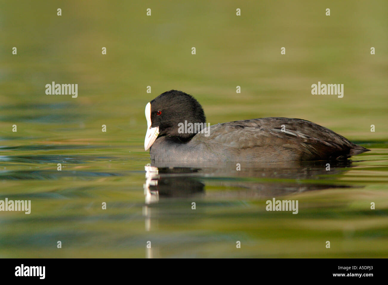 Coot, Fulica atra, adult swimming on pond, Fishers Green, Lea Valley Stock Photo