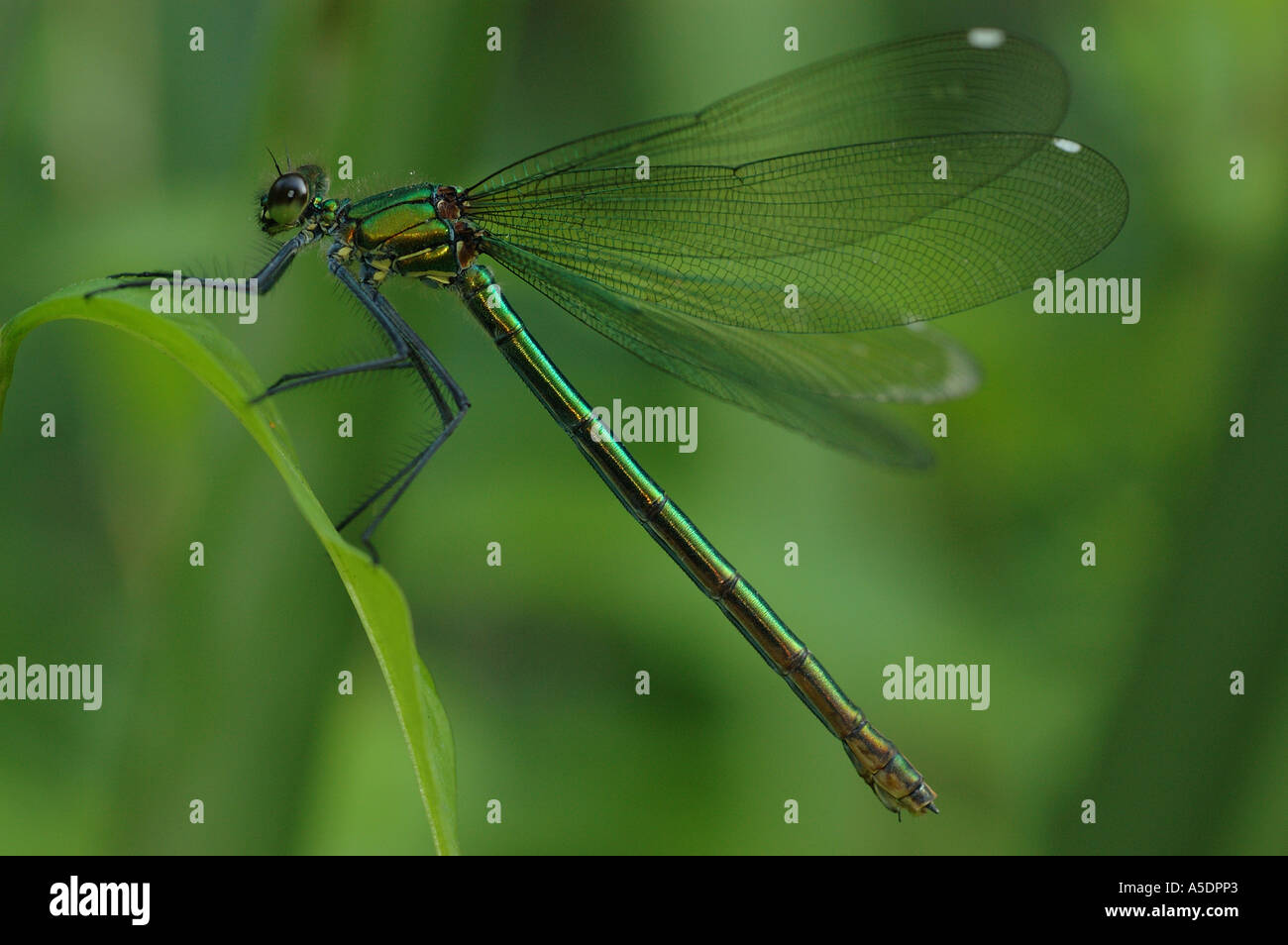 Female Banded Demoiselle Stock Photo