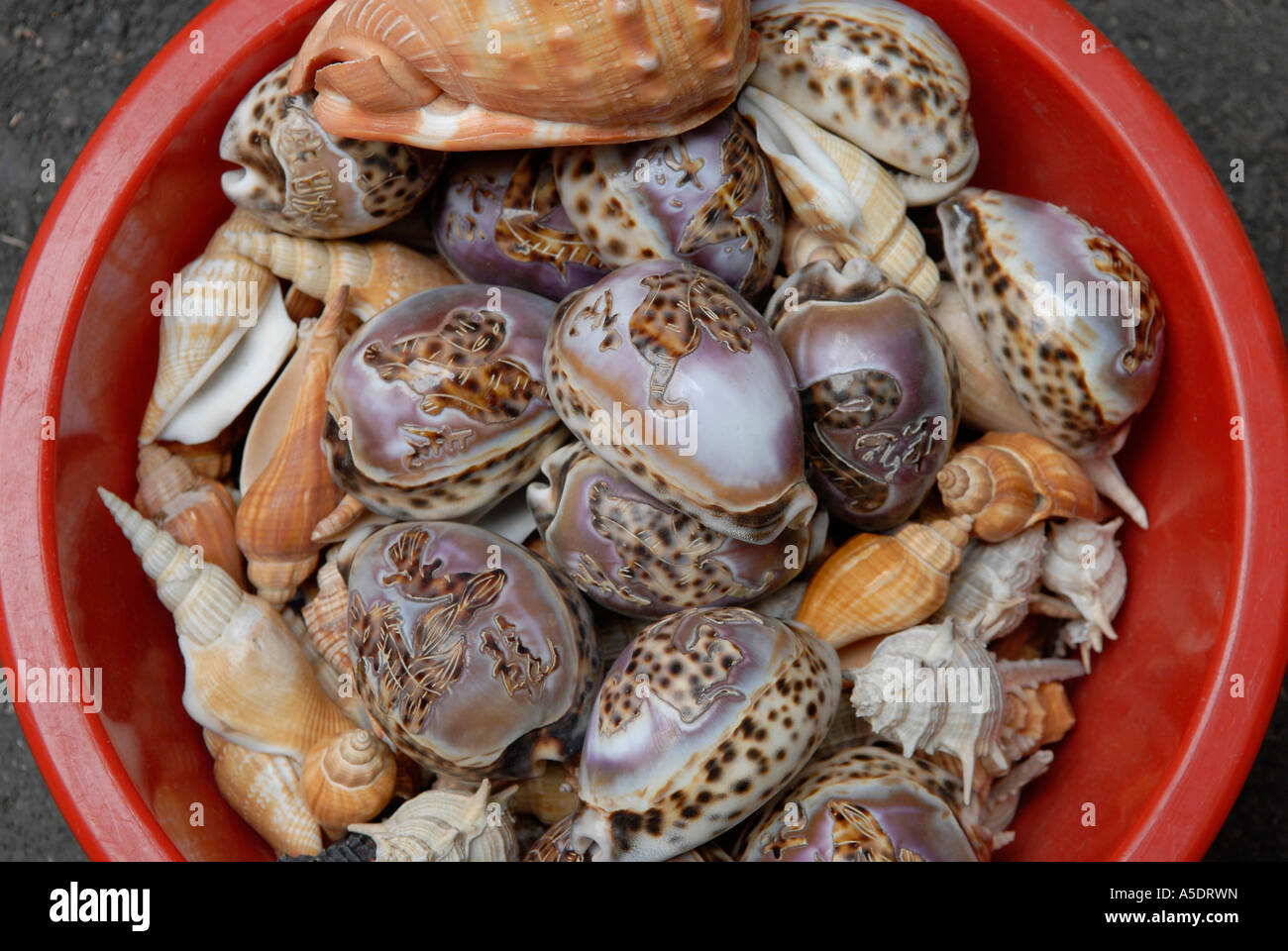 Hand-picked molluscan seashells for sale in Cat Street antique market Upper Lascar Row Hong Kong China Stock Photo