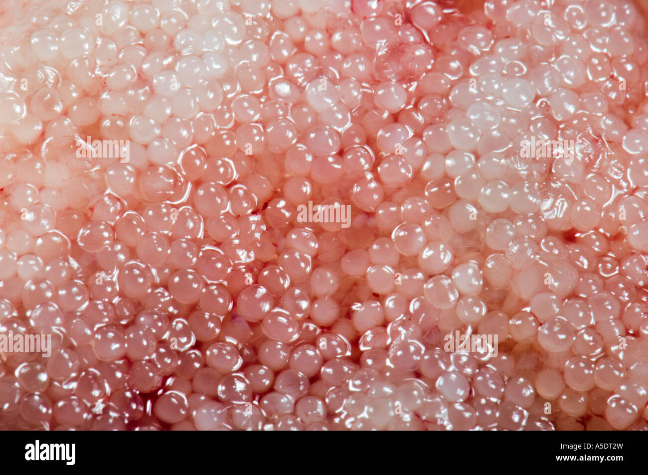 glibbery roe of fish eggs of fish edible rogen fisheggs Stock Photo Alamy