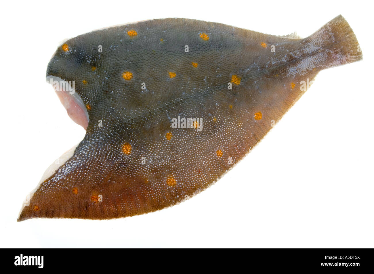 plaice fish fillet cuisine on white background cutout filet filett Stock Photo