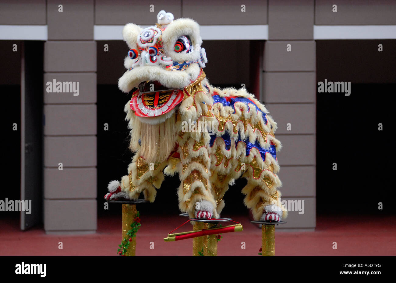 A man performing the traditional Lion dance during Chinese Lunar Year celebrations in which performers mimic a lion's movements in a lion costume Stock Photo