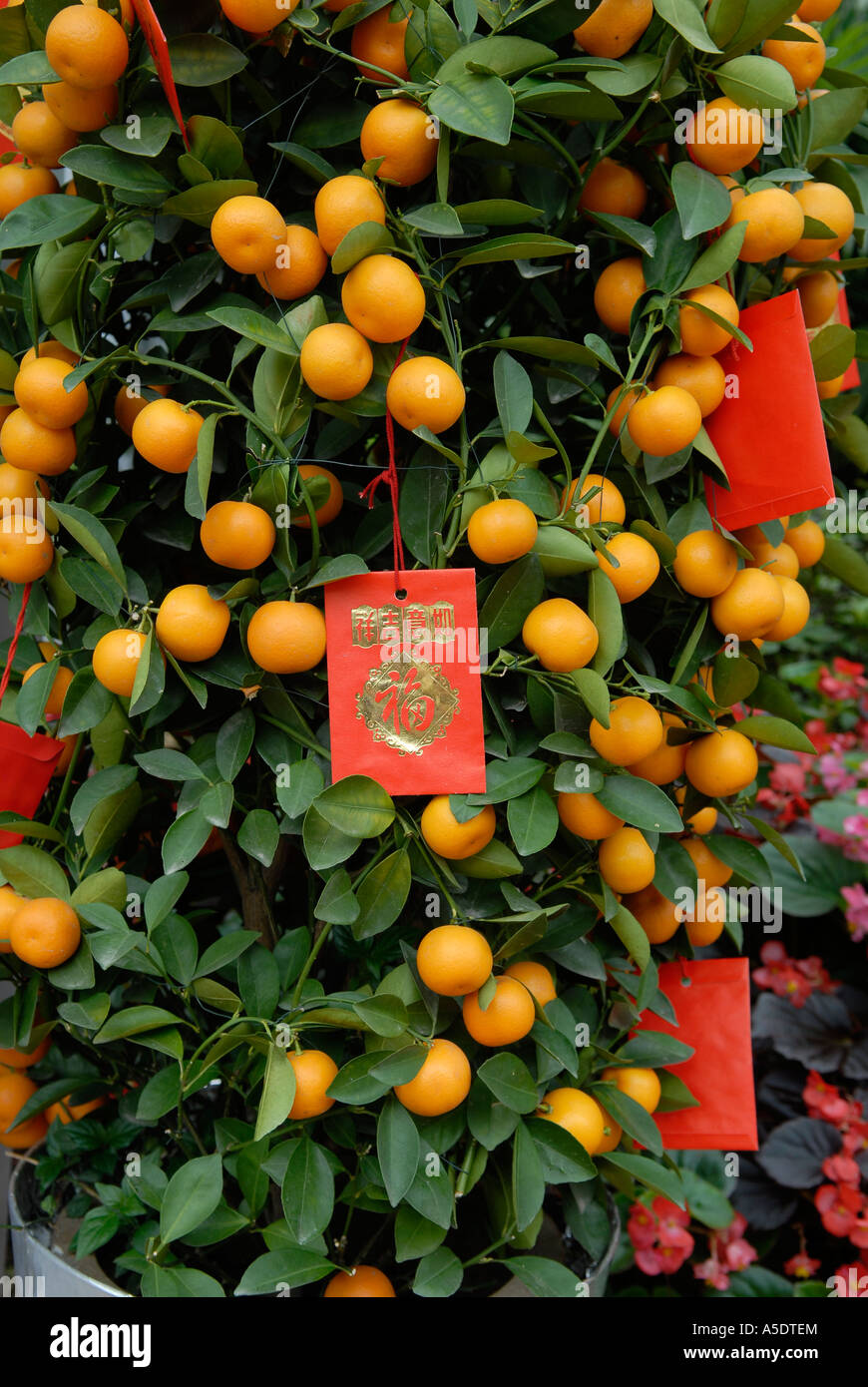 mandarin tree chinese new year