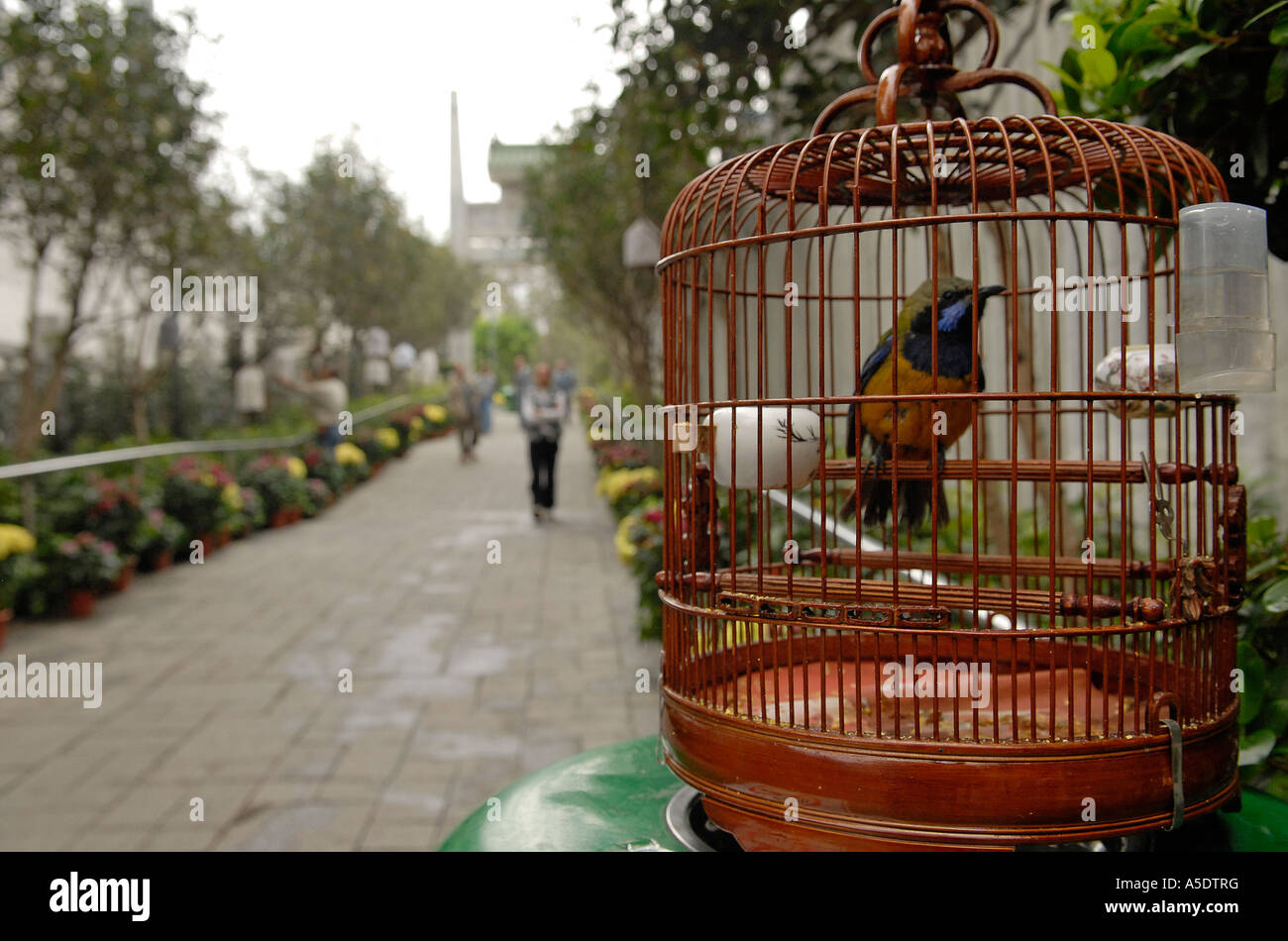 Songbird in a cage in Yuen Po Street Bird Garden located in Mong Kok