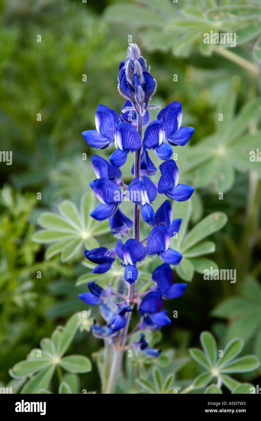 Blue lupin Lupinus pilosus L Origin southern Europe Middle East Stock Photo