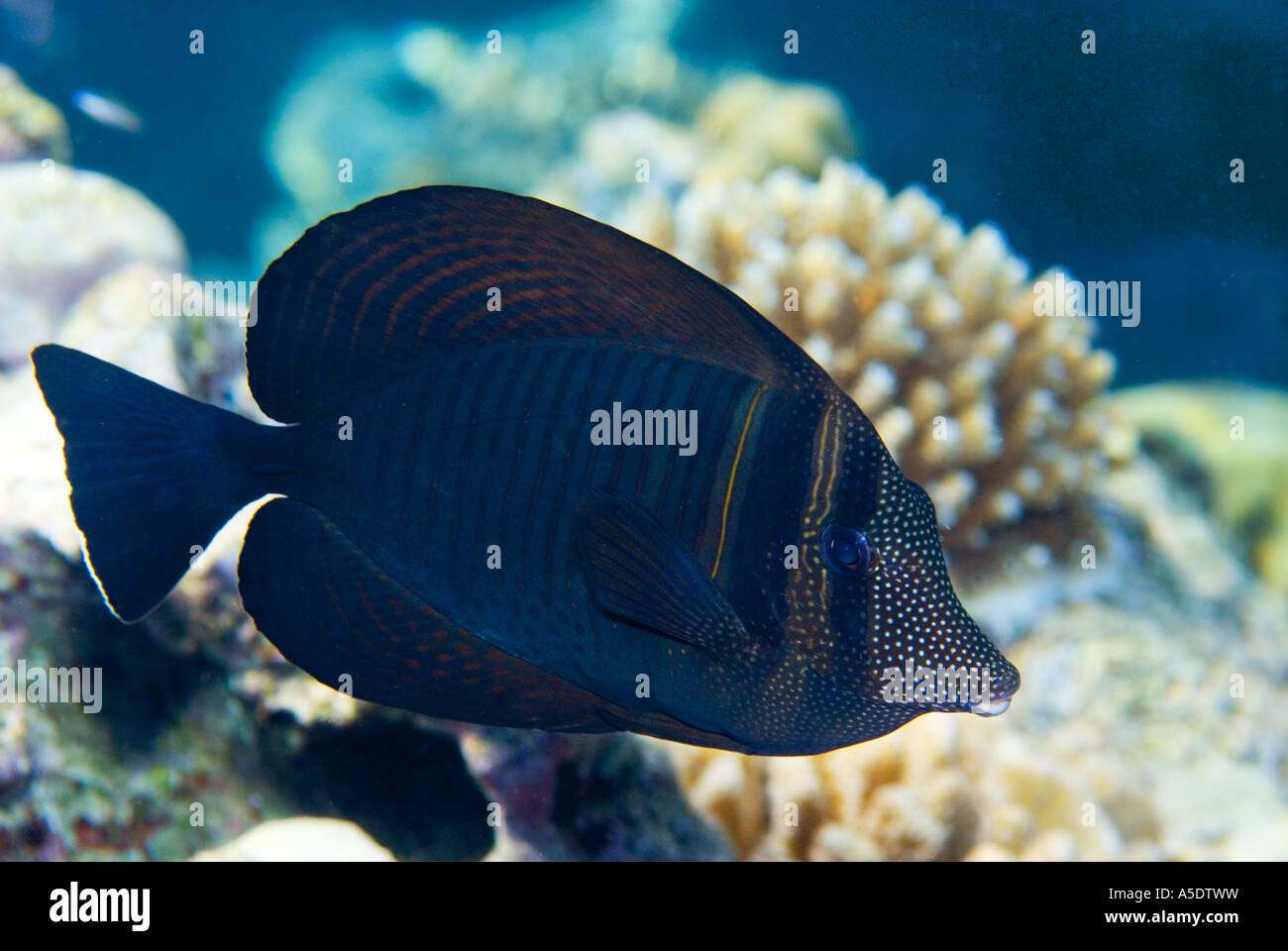 Sargoon Fish Sailfin surgeonfish surgeon fish ZEBRASOMA DESJARDINII Coral reef ...