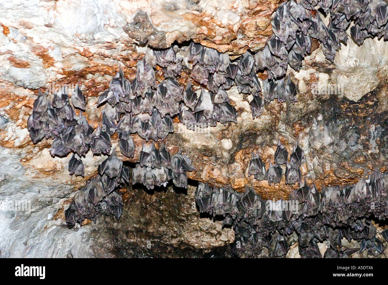 A colony of bats in a cave Stock Photo Alamy