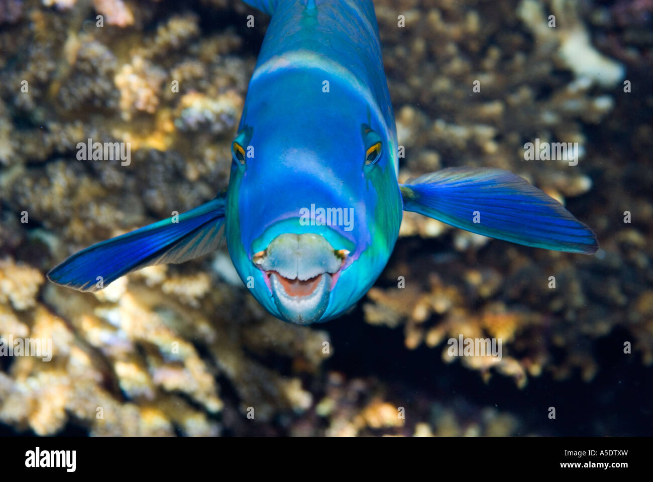 Bullethead Parrotfish parrot fish CLORURUS SORDIDUS shows teeth big  incisors Sharm El Sheikh EGYPT sinai RED SEA face front Stock Photo - Alamy