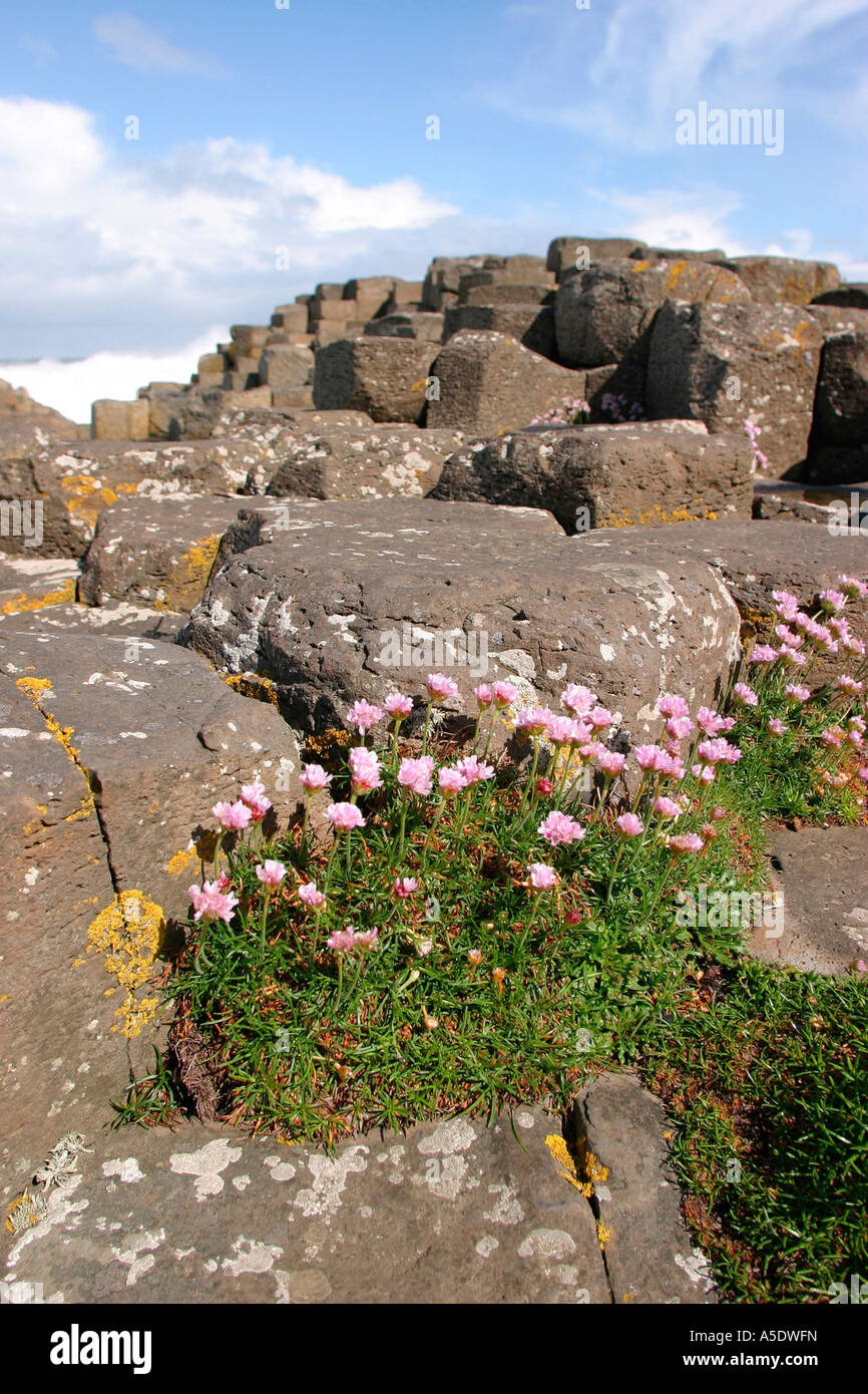 Northern Ireland County Antrim Giants Causeway thrift flowers growing on rocks Stock Photo