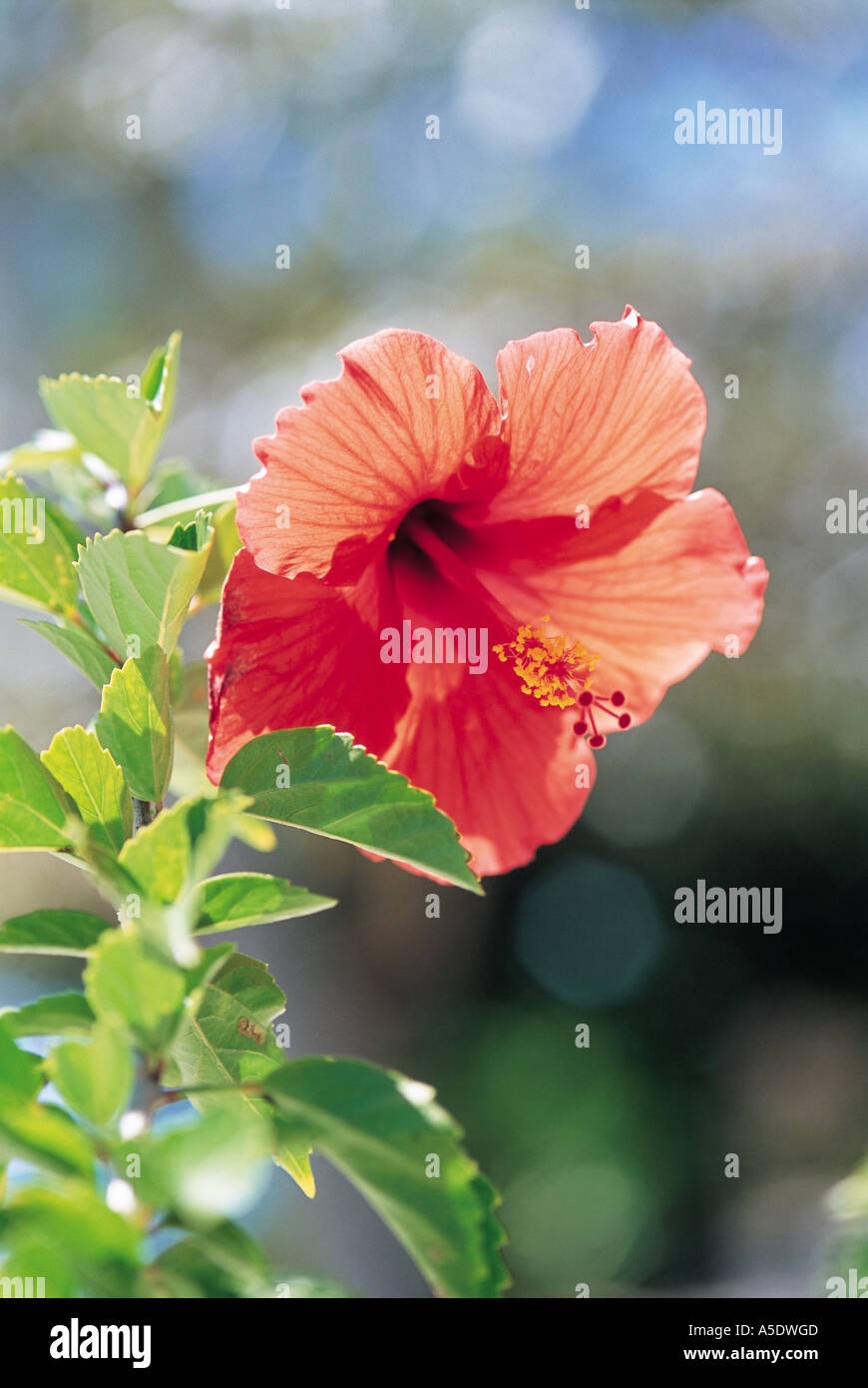 Tahiti island flower hi-res stock photography and images - Alamy