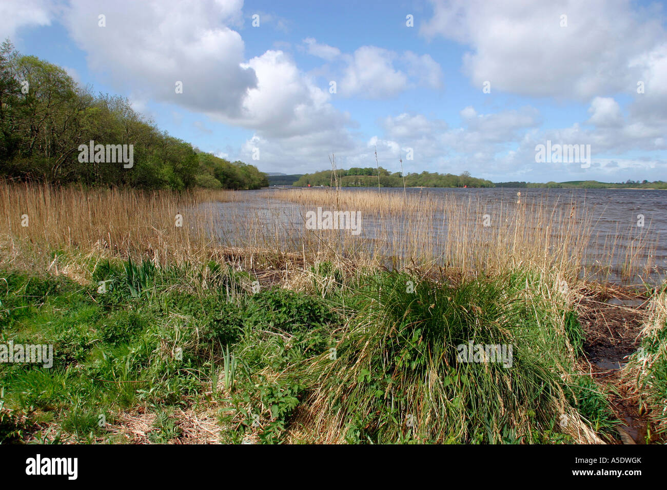 Co Fermanagh Castle Archdale Forest Park Lower Lough Erne Stock Photo