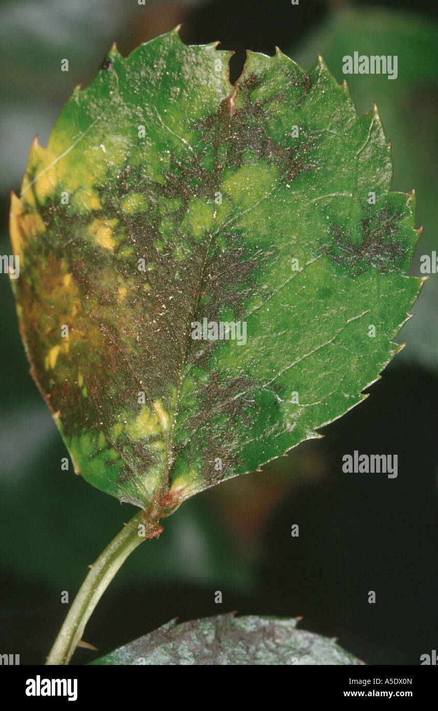 black spot of rose (Diplocarpon rosae, Actinonema rosae, Asteroma rosae, Marssonina rosae), on rose leaf Stock Photo