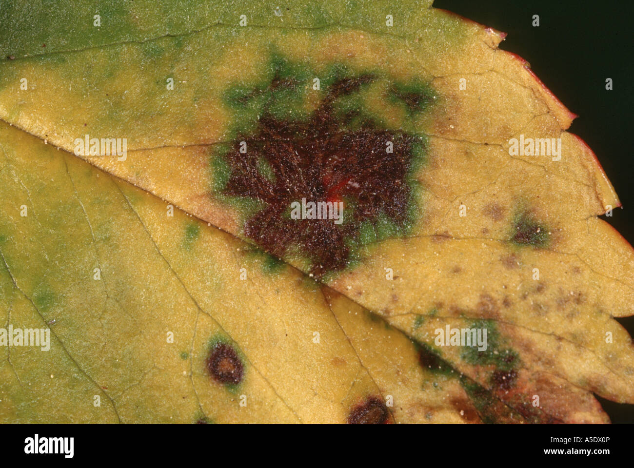 black spot of rose (Diplocarpon rosae, Actinonema rosae, Asteroma rosae, Marssonina rosae), on rose leaf Stock Photo