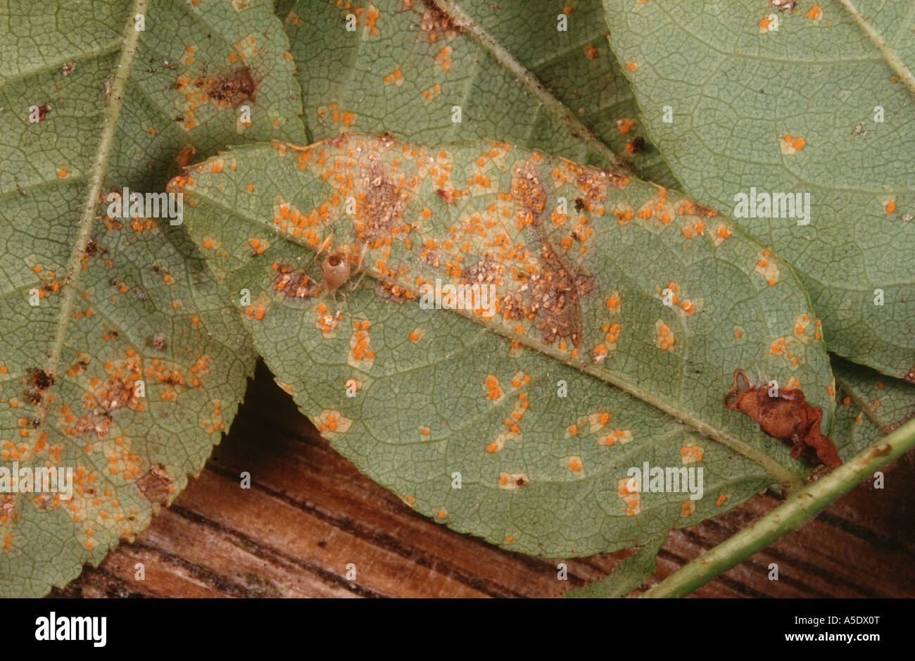 Rose Rust (Phragmidium mucronatum), infected leaves Stock Photo