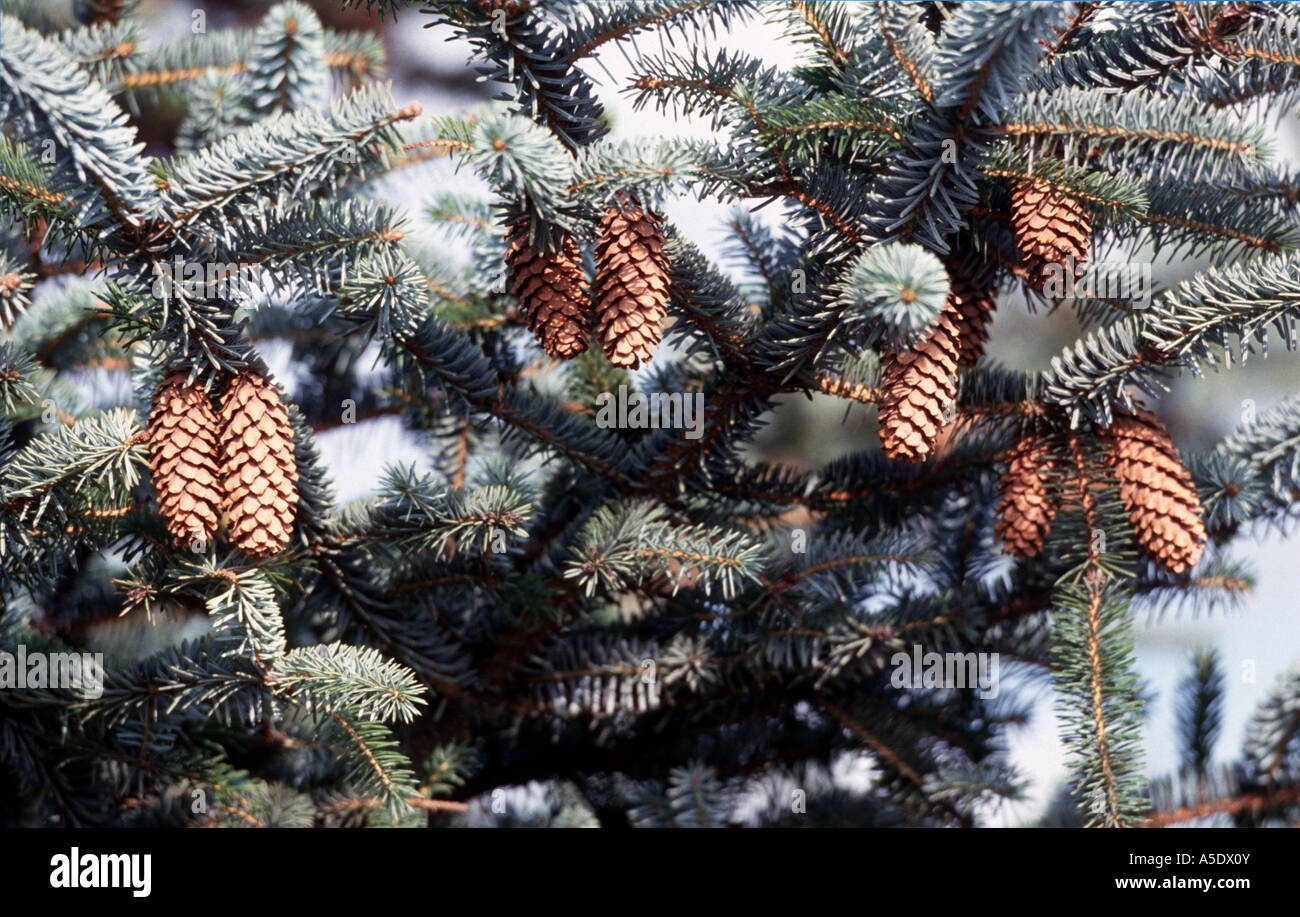 Colorado blue spruce (Picea pungens), open cones Stock Photo