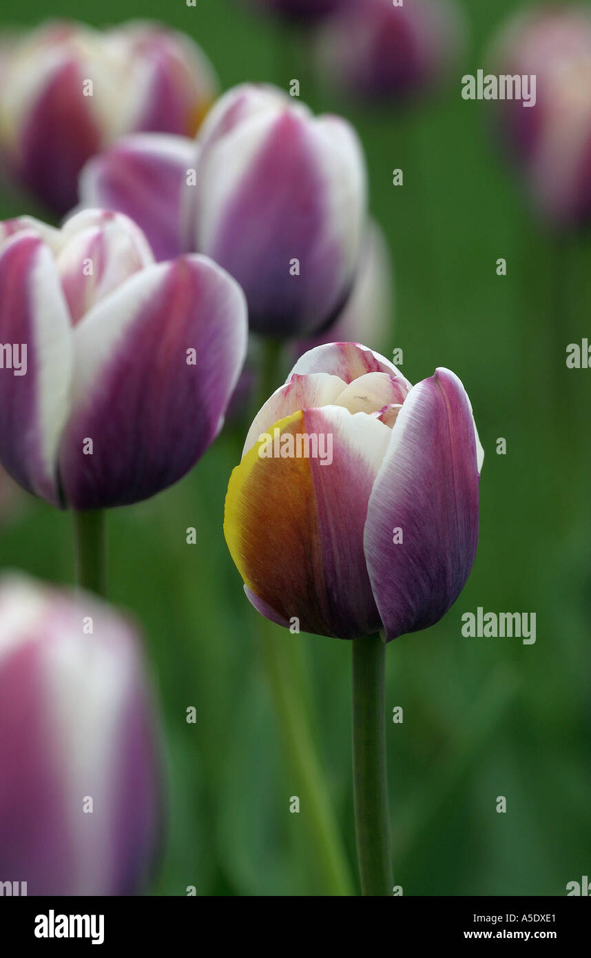 Touched with yellow White and purple tulips touched with a hint of yellow Stock Photo