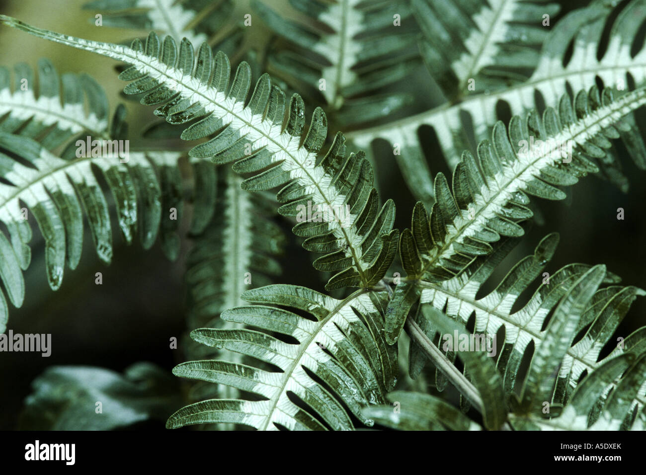 Silver fern, Silver break (Pteris argyrea, Pteris argyraea), leaves Stock Photo