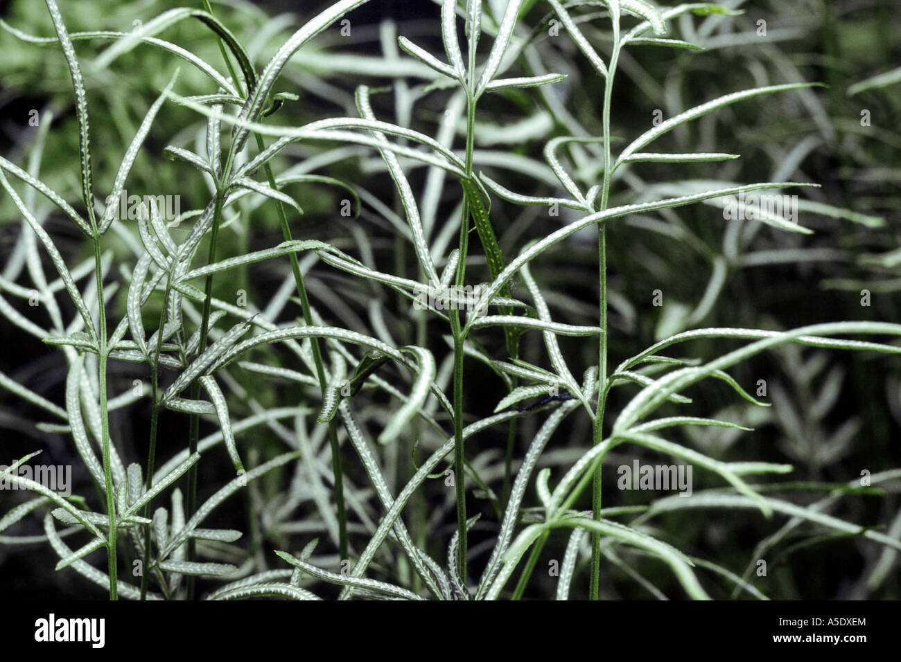 Slender Break fern, Silver break, Silver Lace fern, Sword Brake (Pteris ensiformis 'Victoriae', Pteris ensiformis Victoriae) Stock Photo