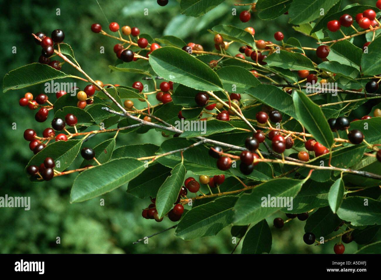 wild black cherry (Prunus serotina, Padus serotina), branch with fruits Stock Photo