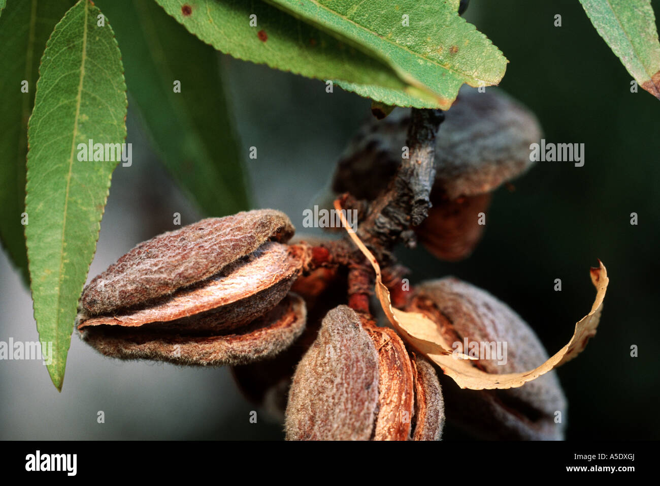 sweet almond (Prunus amygdalus var. dulcis, Prunus dulcis var. dulcis), twig with fruits Stock Photo