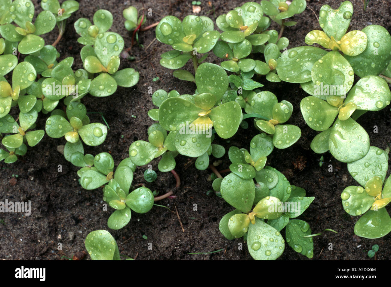 little hogweed (Portulaca oleracea subsp. sativa), leaves Stock Photo