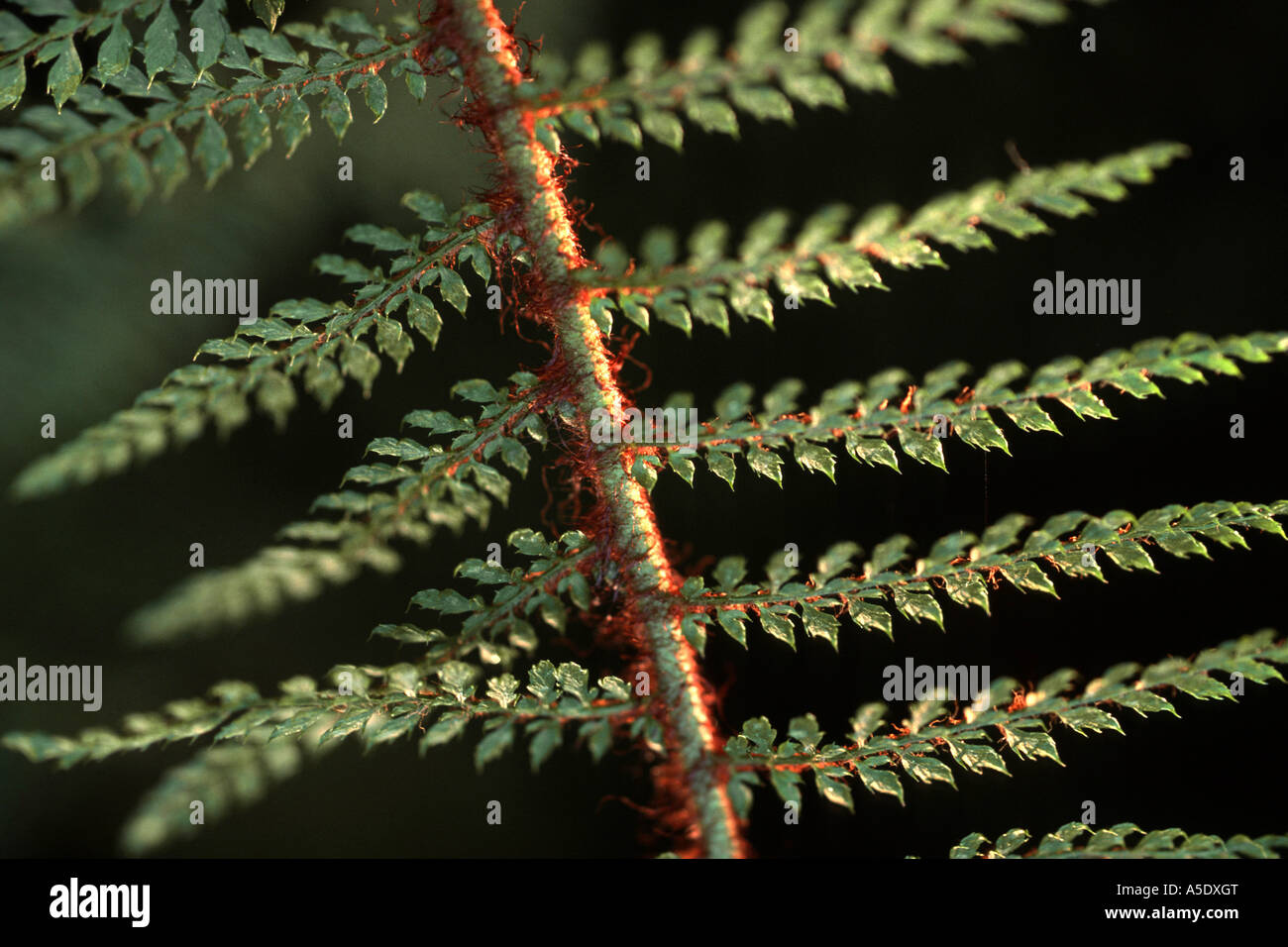 hard shield fern (Polystichum aculeatum, Polystichum lobatum), frond Stock Photo