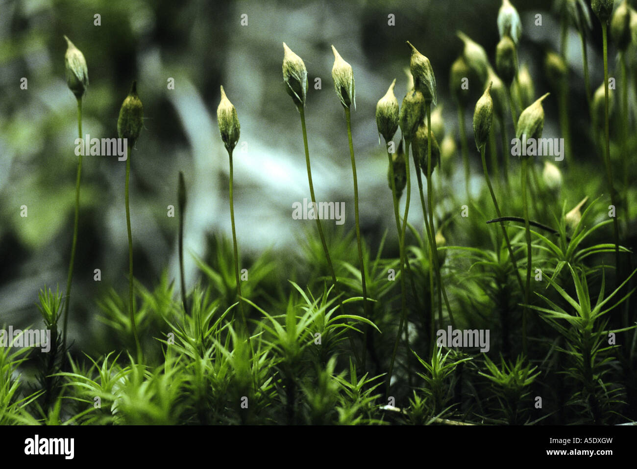 polytrichum moss (Polytrichum formosum, Polytrichum attenuatum), gametophytes and sporophytes Stock Photo