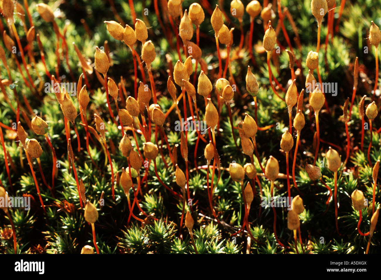 hair cap moss (Polytrichum juniperum), spore capsules Stock Photo