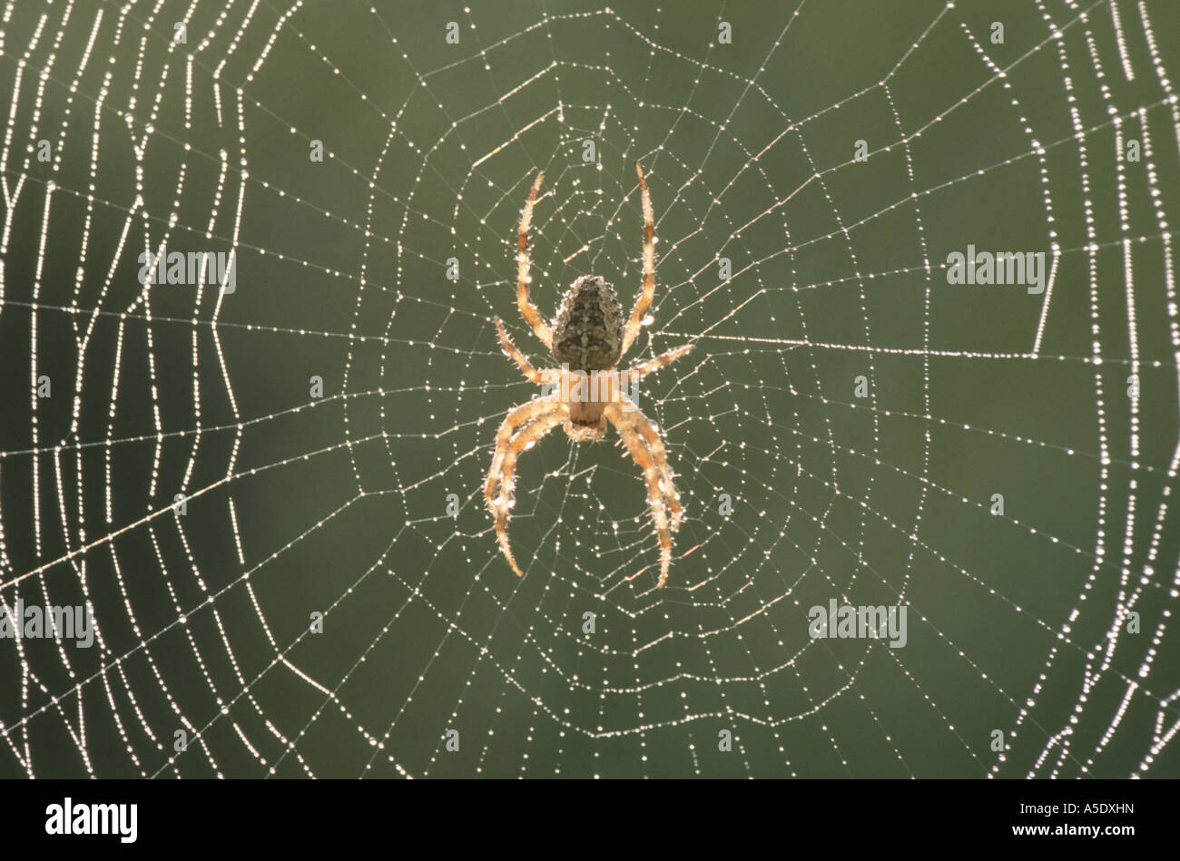 Cross Orbweaver European Garden Spider Cross Spider Araneus Cross Orbweaver European Garden Spider Cross Spider Araneus