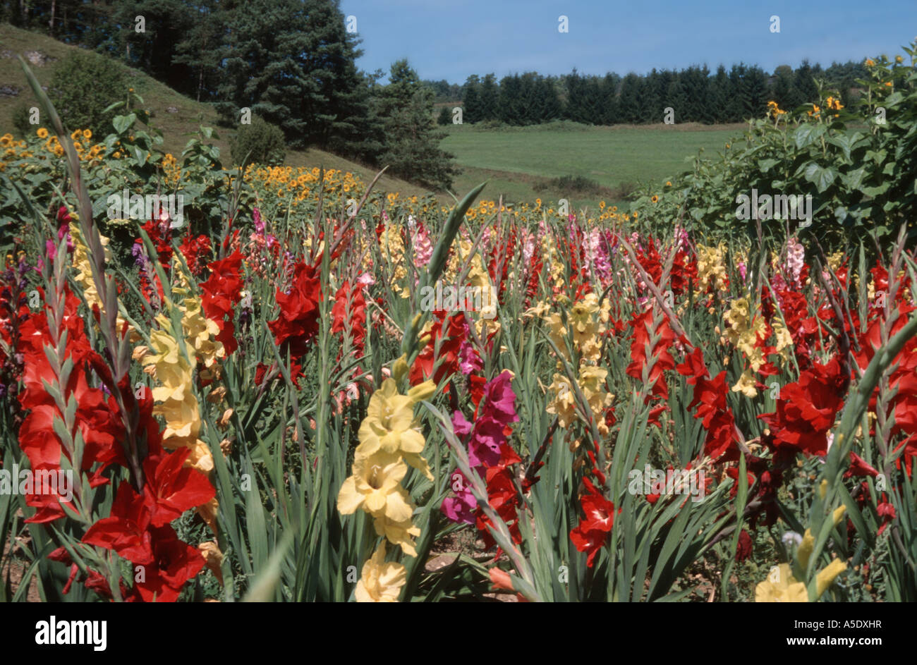 gladiolus (Gladiolus spec.), blooming plants Stock Photo