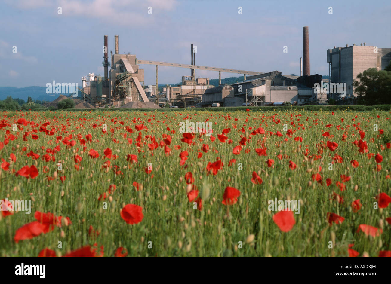 common poppy, corn poppy, red poppy (Papaver rhoeas), field with common poppy in front of a cement work, Germany, North Rhine-W Stock Photo