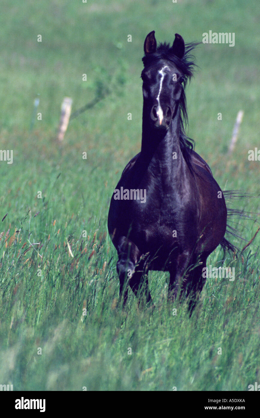 Black Beauty main image 0
