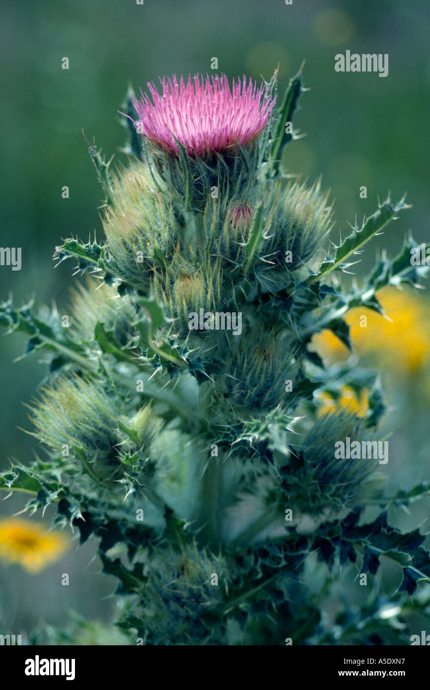 wildflower Steens Mountain Thistle Cirsium peckii endemic to Steens Mountain Northern Great Basin Oregon USA Stock Photo