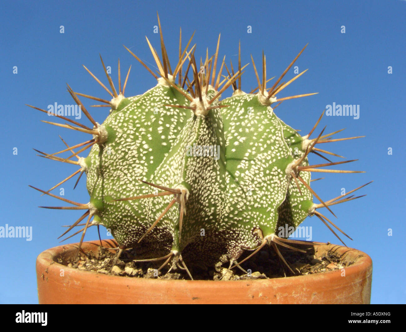 Monk's Hood, Ornamental Monks's Hood, Star Cactus (Astrophytum ornatum