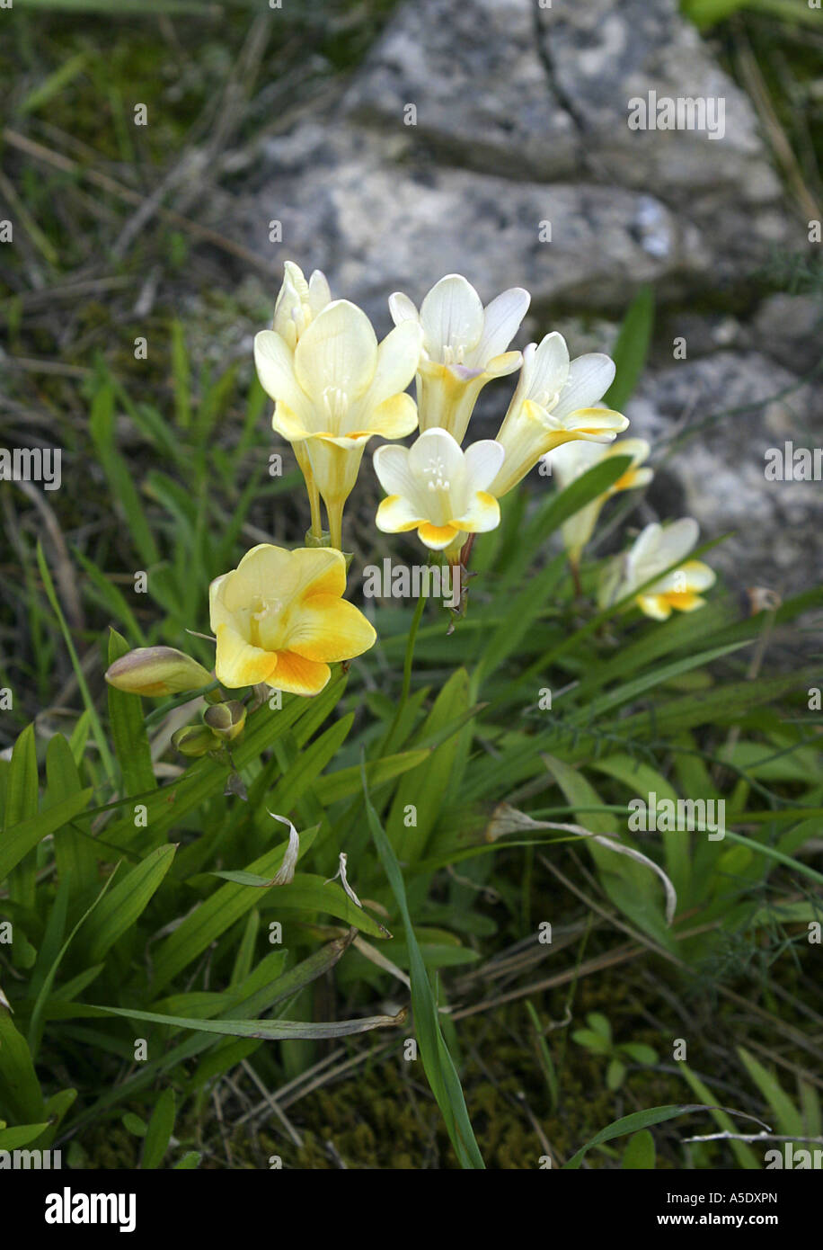 Freesia (Freesia refracta), escaped from cultivation and naturalized, Spain, Majorca Stock Photo