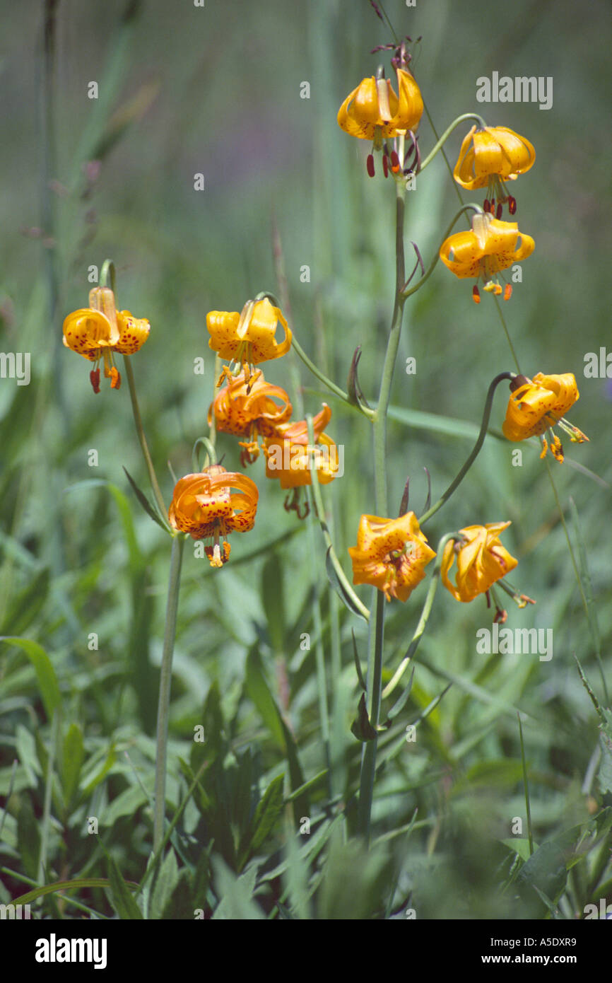 wildflower Tiger Lily Columbia Lily Lilium columbianum Blair Meadows  Willamette National Forest Oregon USA Stock Photo - Alamy